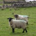 Moutons