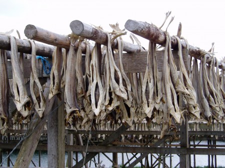 Le séchage de la morue Nusfjord Flakstadoya Lofoten, Norvège